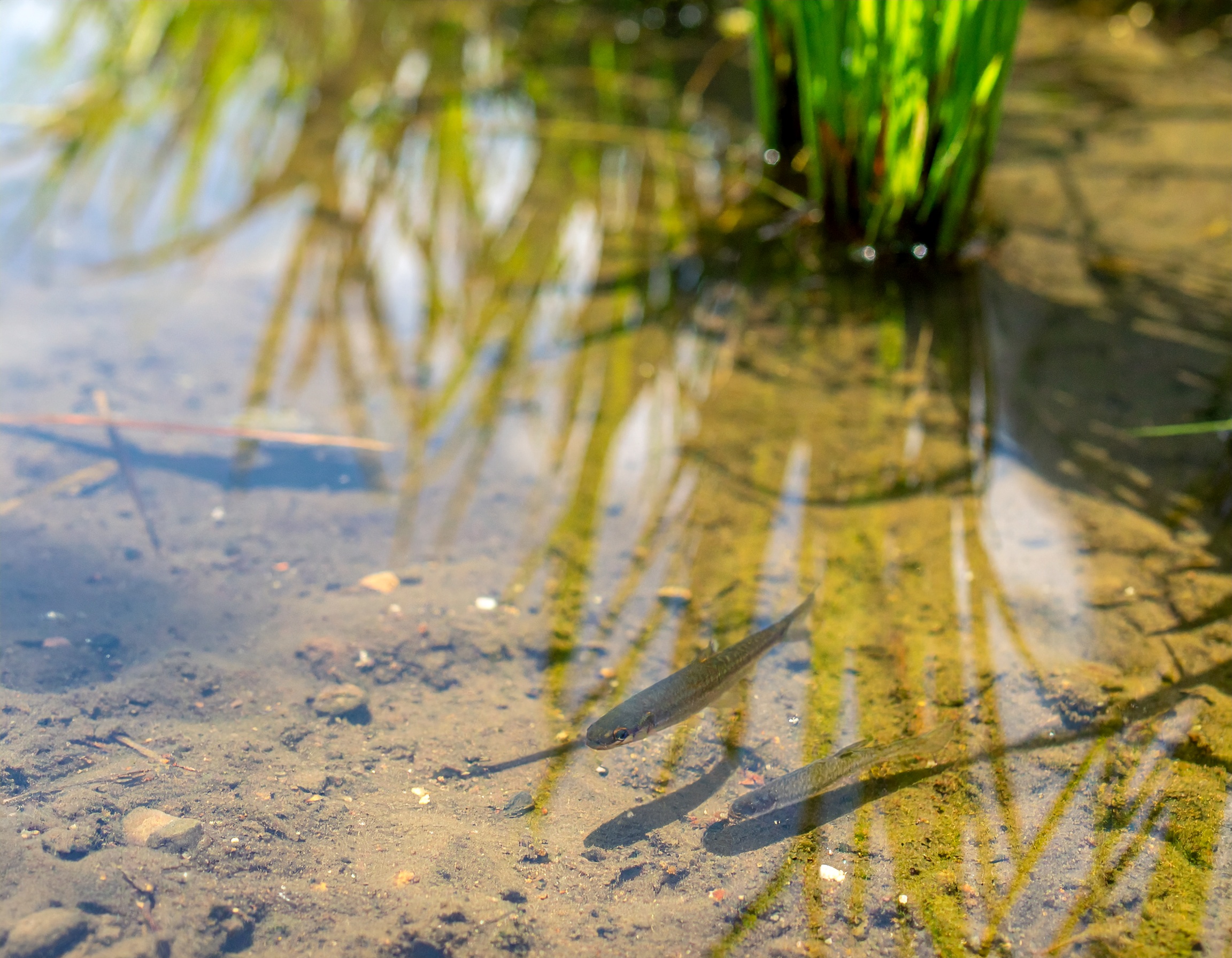田んぼの生き物