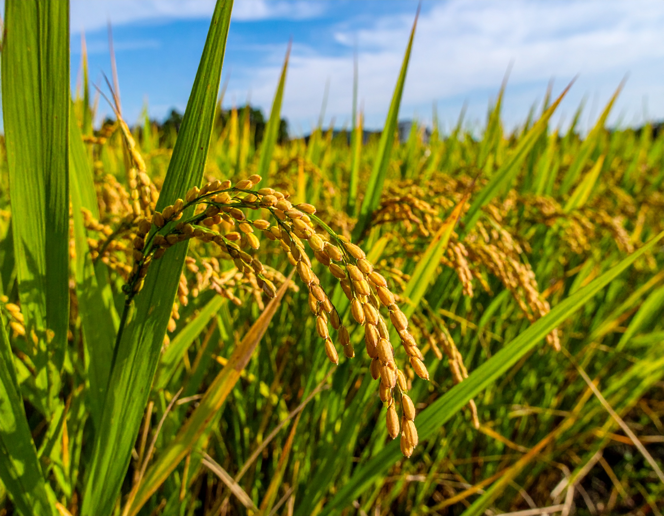 あいちのかおりの栽培写真