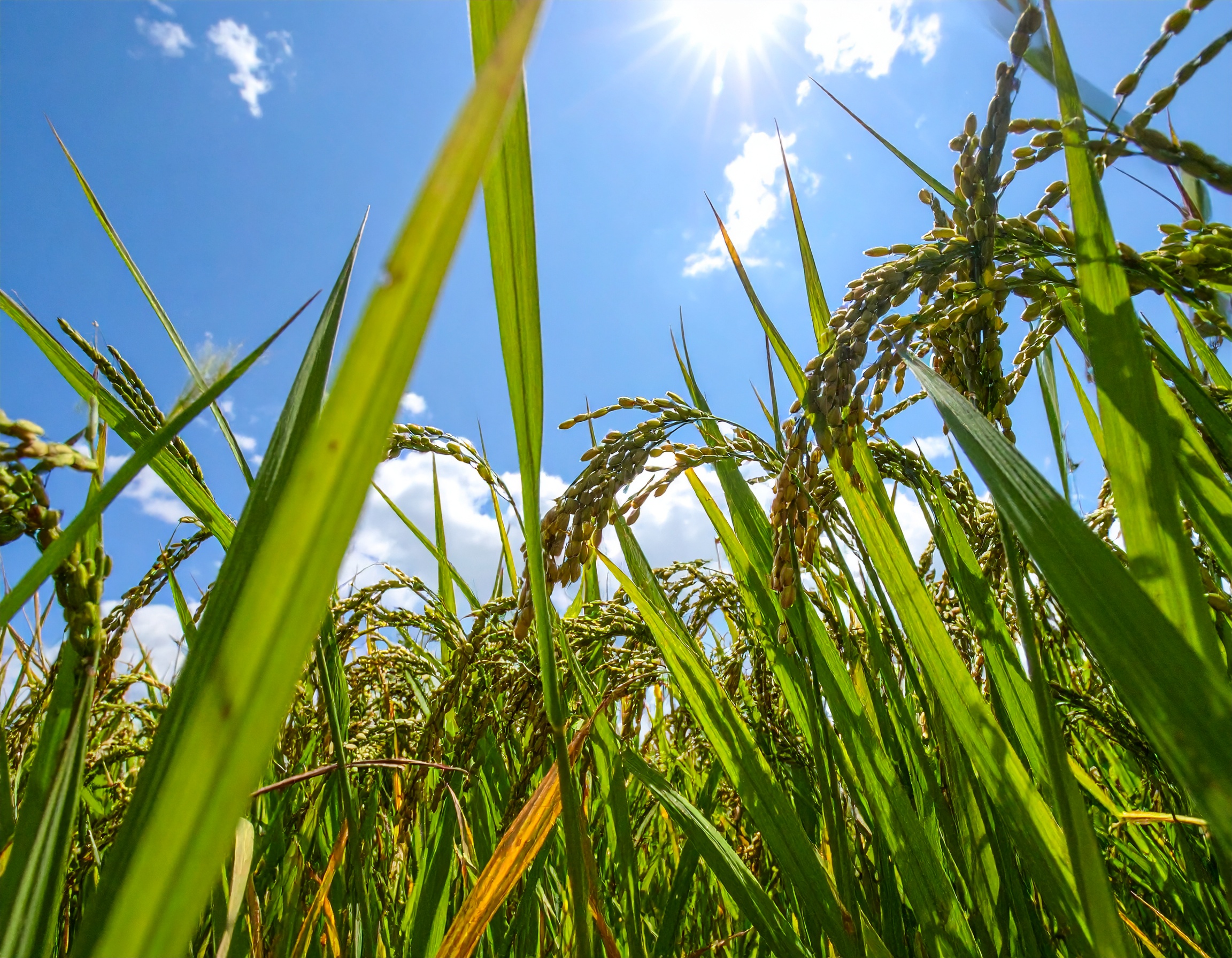 コシヒカリの栽培写真