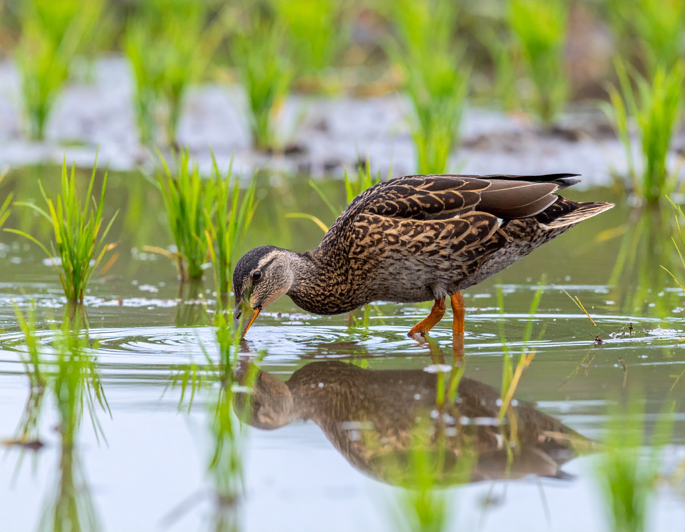 栽培方法の写真